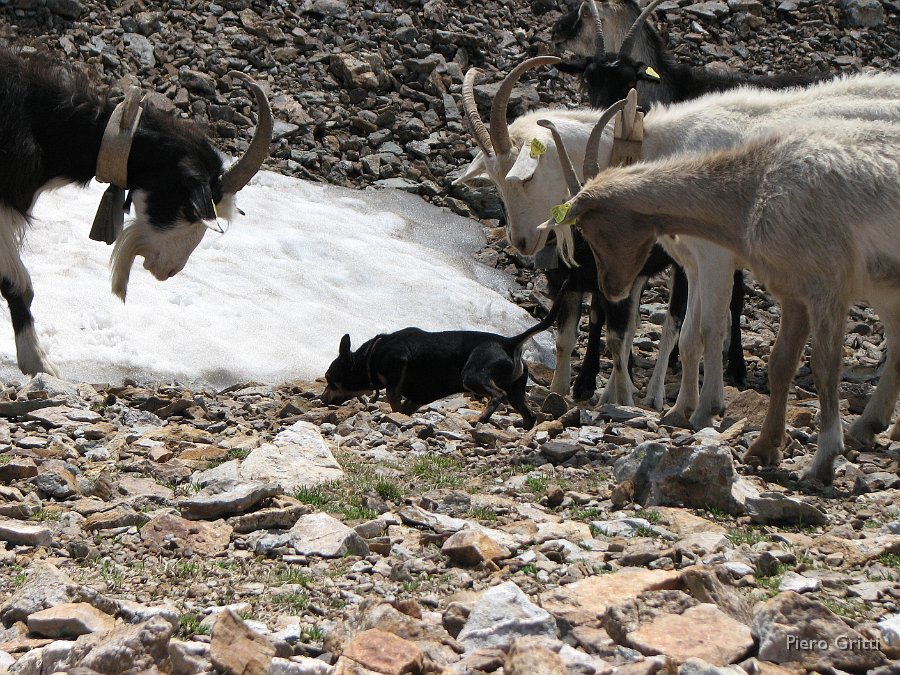 Masoni 157.jpg - Ma di che animale si tratta? E che cosa fa qui tra noi?